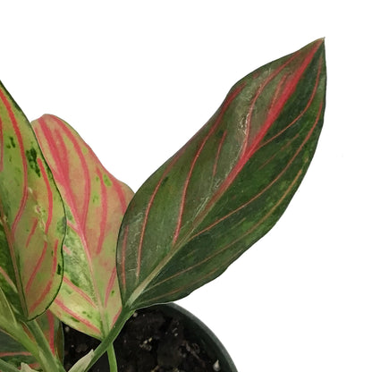Aglaonema, 4in, Red Rain