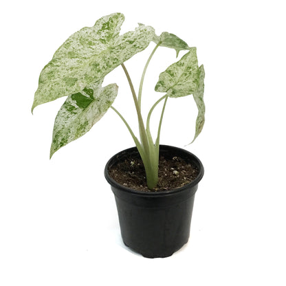 Alocasia, 4in, Blizzard