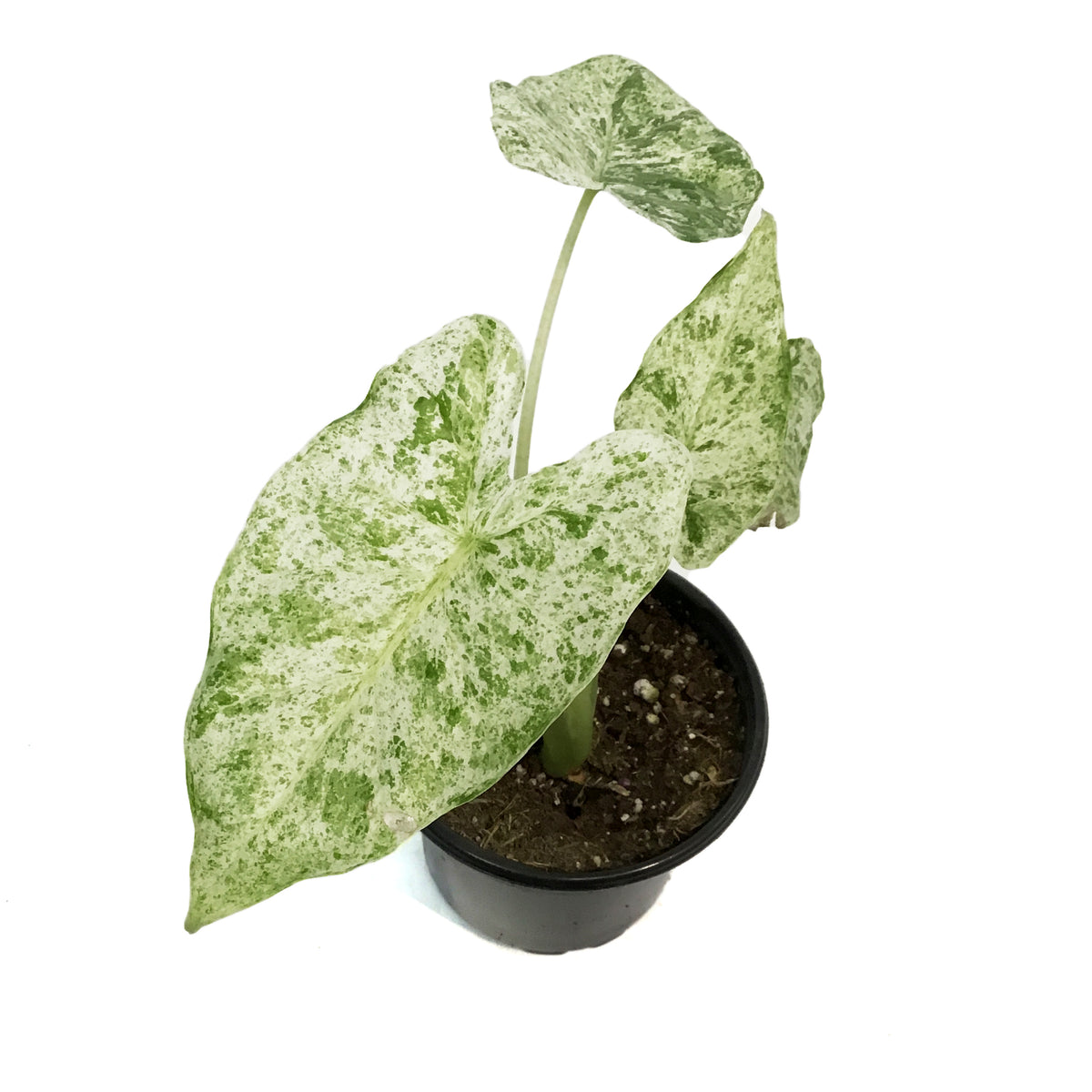Alocasia, 4in, Blizzard