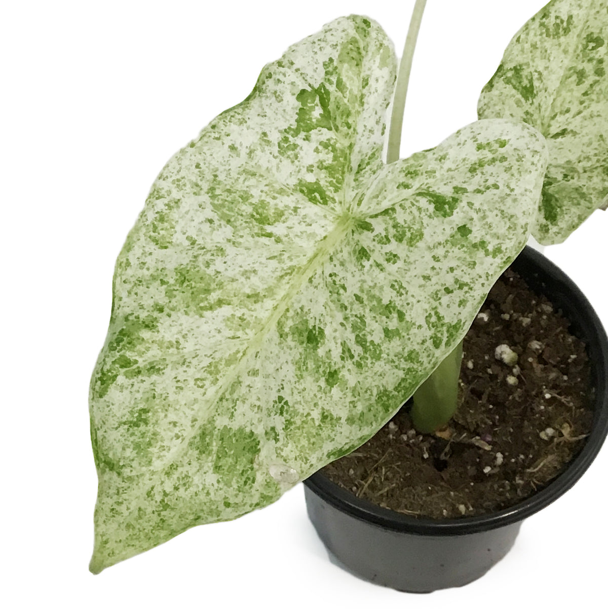 Alocasia, 4in, Blizzard