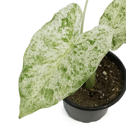 Alocasia, 4in, Blizzard