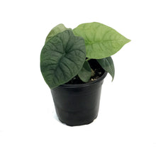 Load image into Gallery viewer, Alocasia, 4in, Melo
