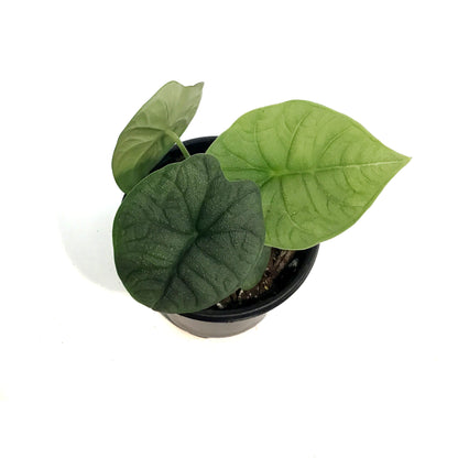 Alocasia, 4in, Melo