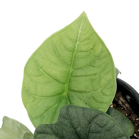 Alocasia, 4in, Melo