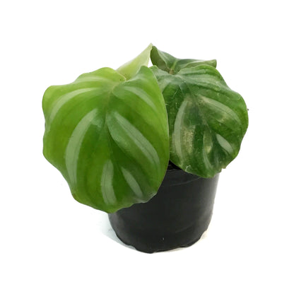 Calathea, 4in, Fasciata Besar