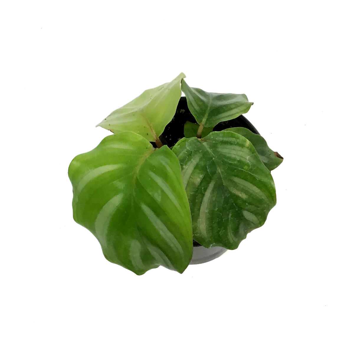 Calathea, 4in, Fasciata Besar