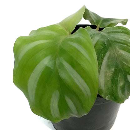 Calathea, 4in, Fasciata Besar