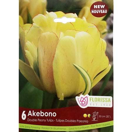 Tulip,Akebono, 6 Pack