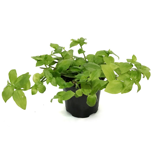 Tradescantia, 4in,Zebra Gold