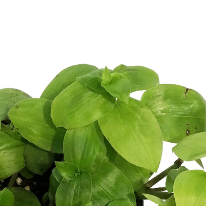Tradescantia, 4in,Zebra Gold