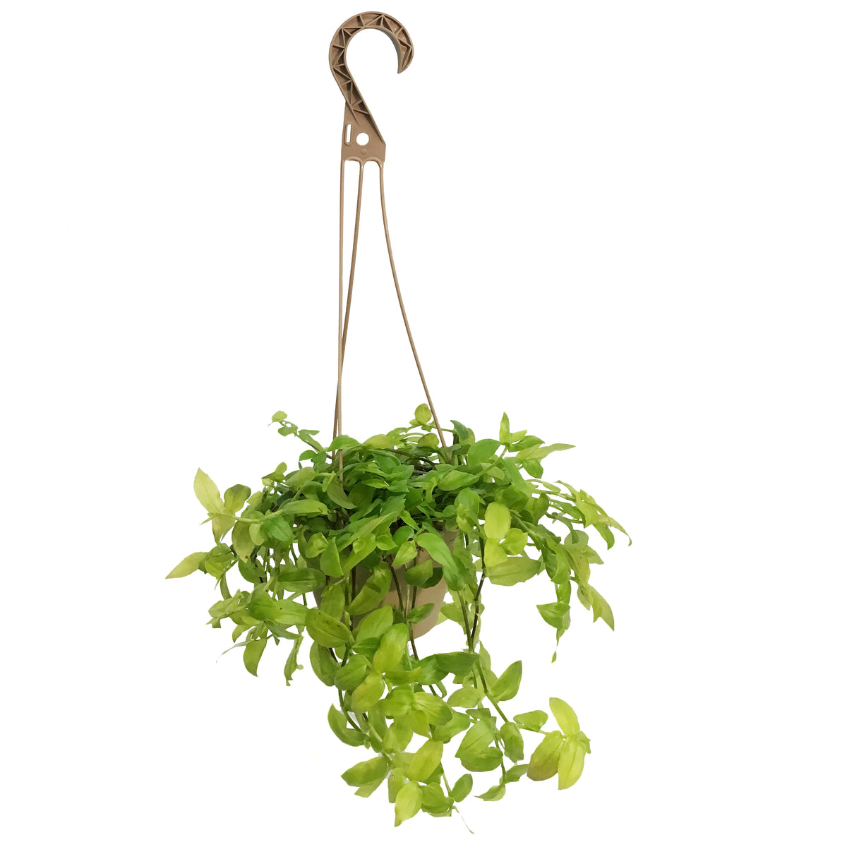 Tradescantia, 6.5in Hanging Basket, Zebra Gold