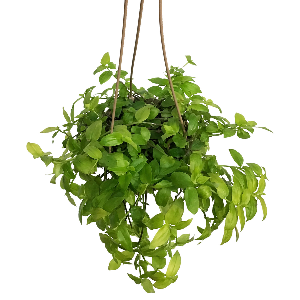 Tradescantia, 6.5in Hanging Basket, Zebra Gold