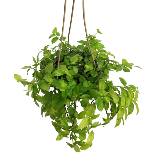 Tradescantia, 6.5in Hanging Basket, Zebra Gold