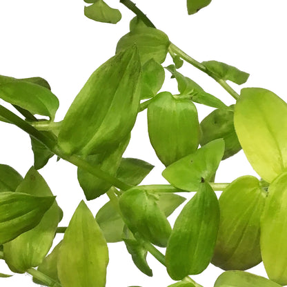 Tradescantia, 6.5in Hanging Basket, Zebra Gold