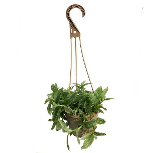 Philodendron, 4in, Selloum