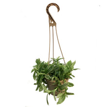 Load image into Gallery viewer, Philodendron, 4in, Selloum
