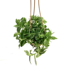 Load image into Gallery viewer, Tradescantia, 6.5in HB, Pistachio Whit
