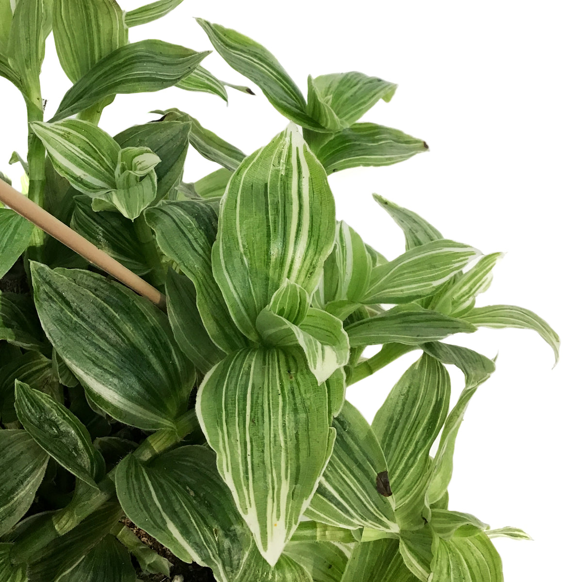 Philodendron, 4in, Selloum