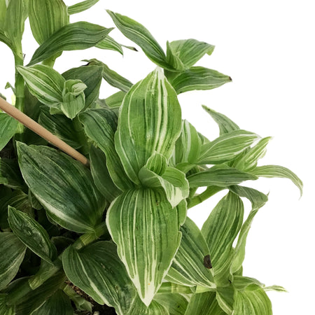 Philodendron, 4in, Selloum