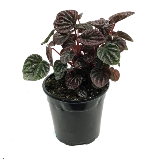 Peperomia, 4in, Red Beauty