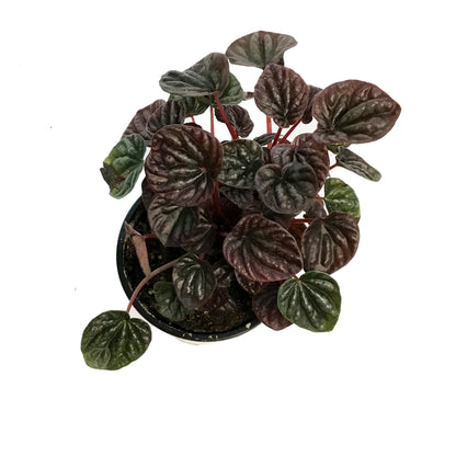 Peperomia, 4in, Red Beauty