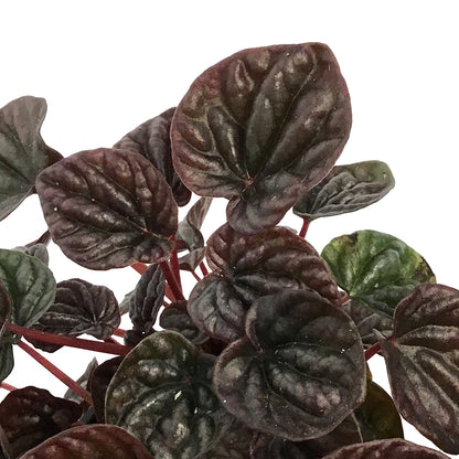 Peperomia, 4in, Red Beauty