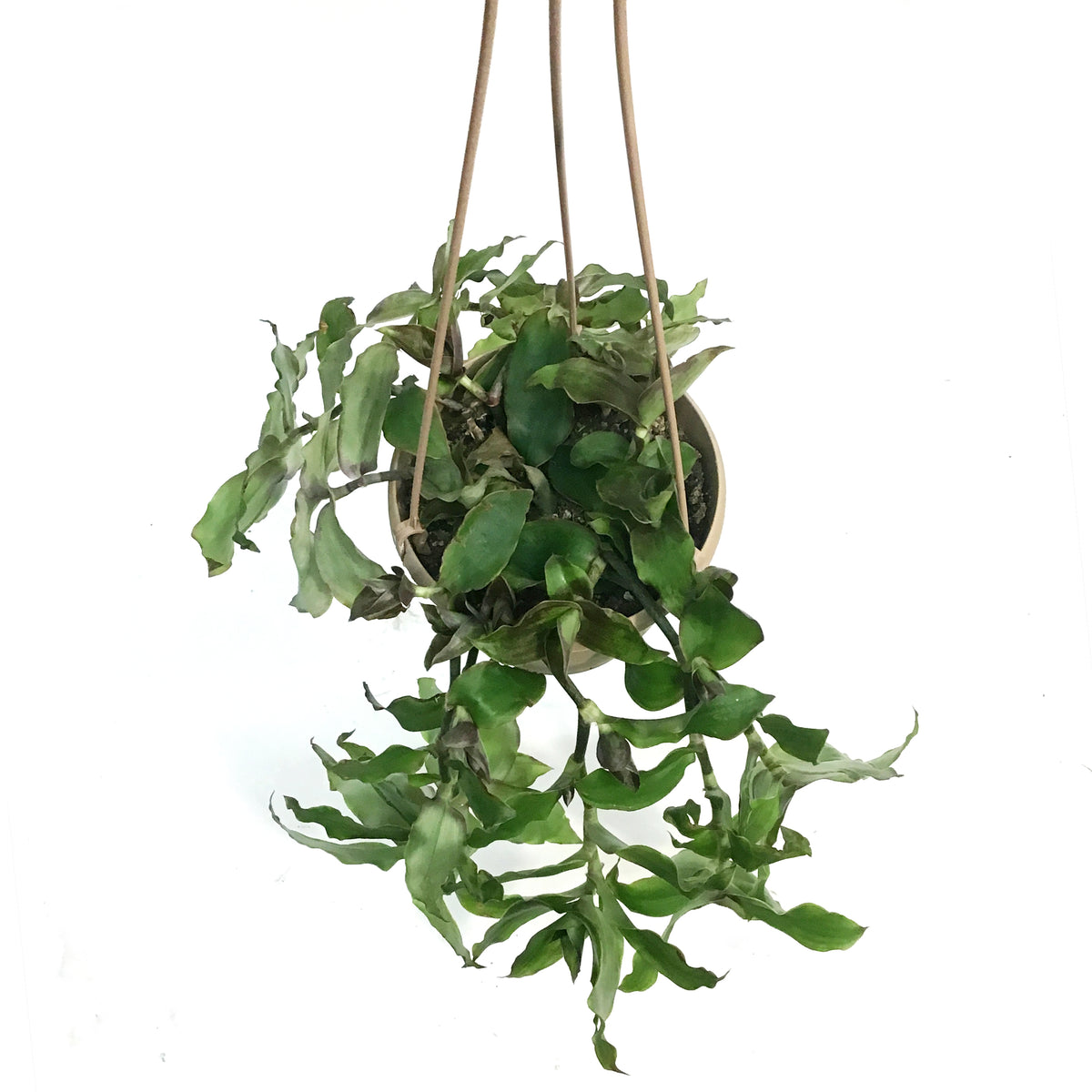 Callisia, 6.5in,  Soconuscensis Dragon Tail