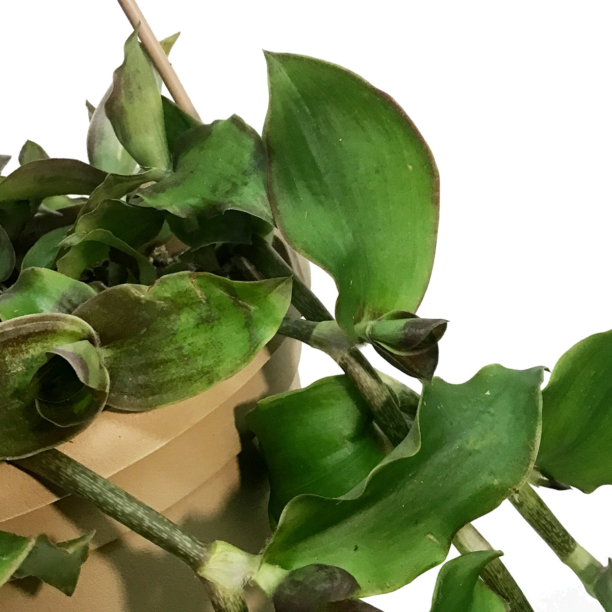 Callisia, 6.5in,  Soconuscensis Dragon Tail