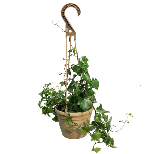 Ivy, 6.5in Hanging Basket, German Wax Leaf Varig