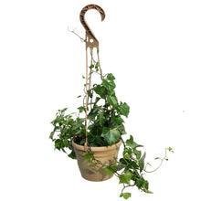 Load image into Gallery viewer, Ivy, 6.5in Hanging Basket, German Wax Leaf Varig
