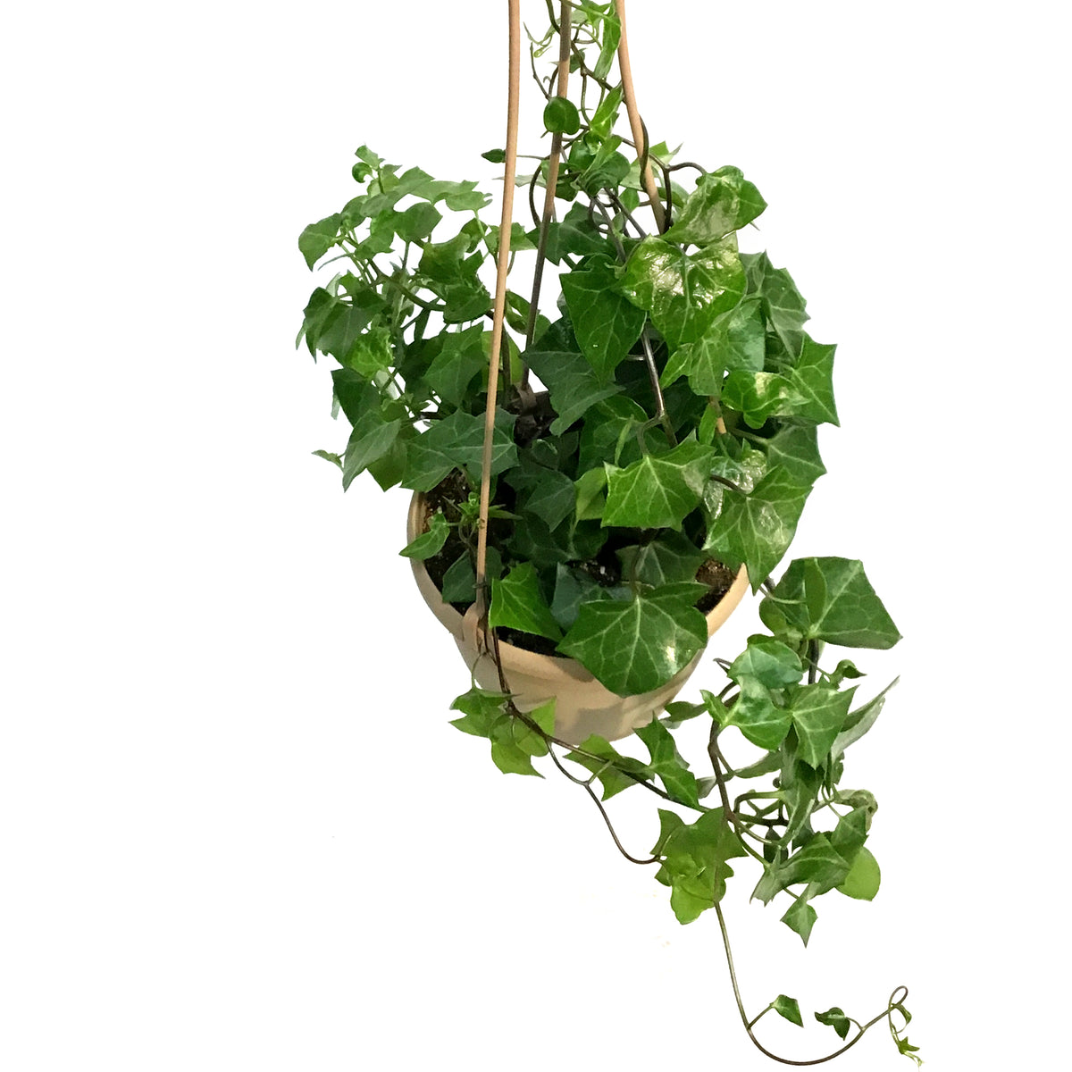 Ivy, 6.5in Hanging Basket, German Wax Leaf Varig