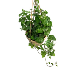 Load image into Gallery viewer, Ivy, 6.5in Hanging Basket, German Wax Leaf Varig

