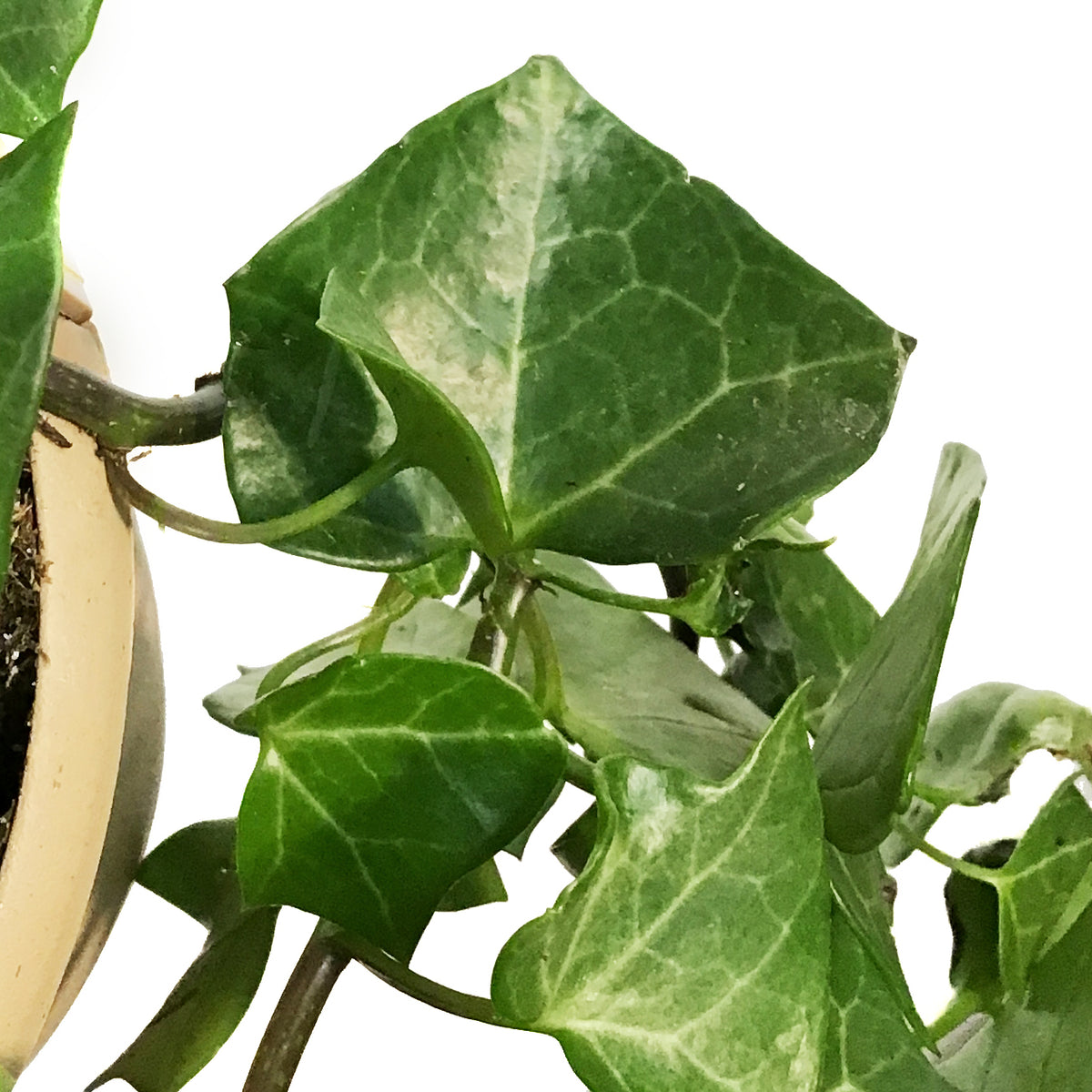 Ivy, 6.5in Hanging Basket, German Wax Leaf Varig