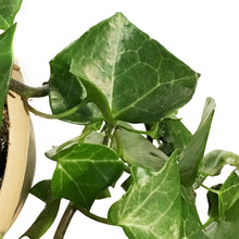 Load image into Gallery viewer, Ivy, 6.5in Hanging Basket, German Wax Leaf Varig

