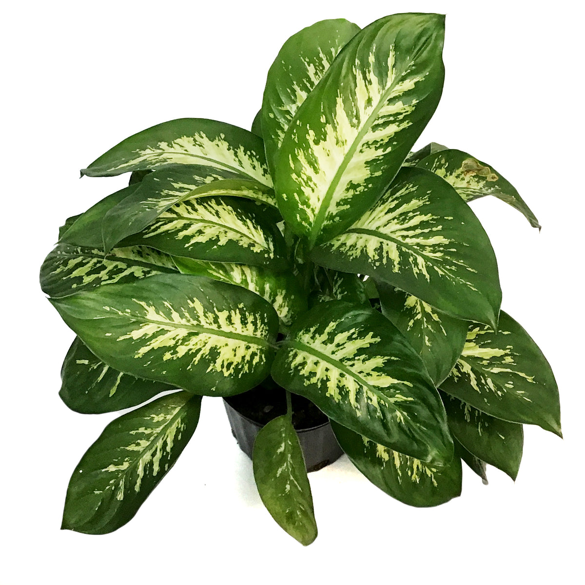 Dieffenbachia, 10in, Tropic Alex