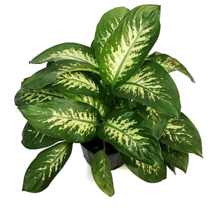Dieffenbachia, 10in, Tropic Alex