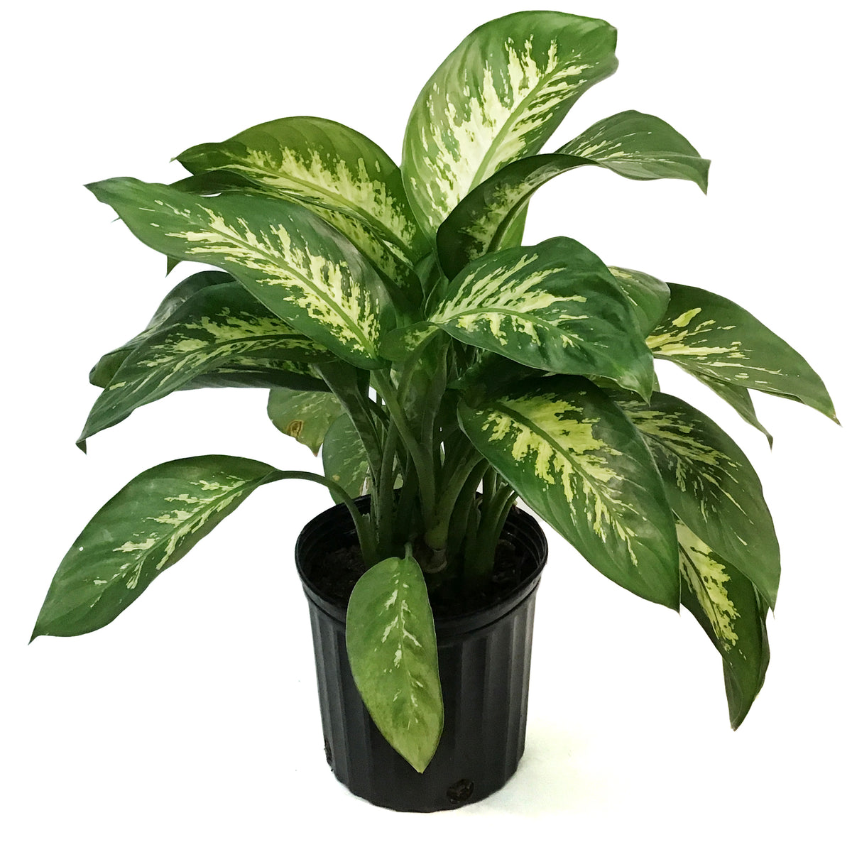 Dieffenbachia, 10in, Tropic Alex