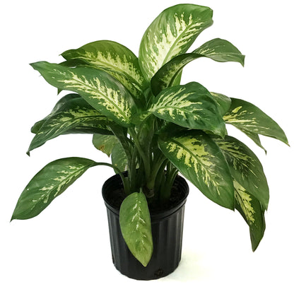Dieffenbachia, 10in, Tropic Alex
