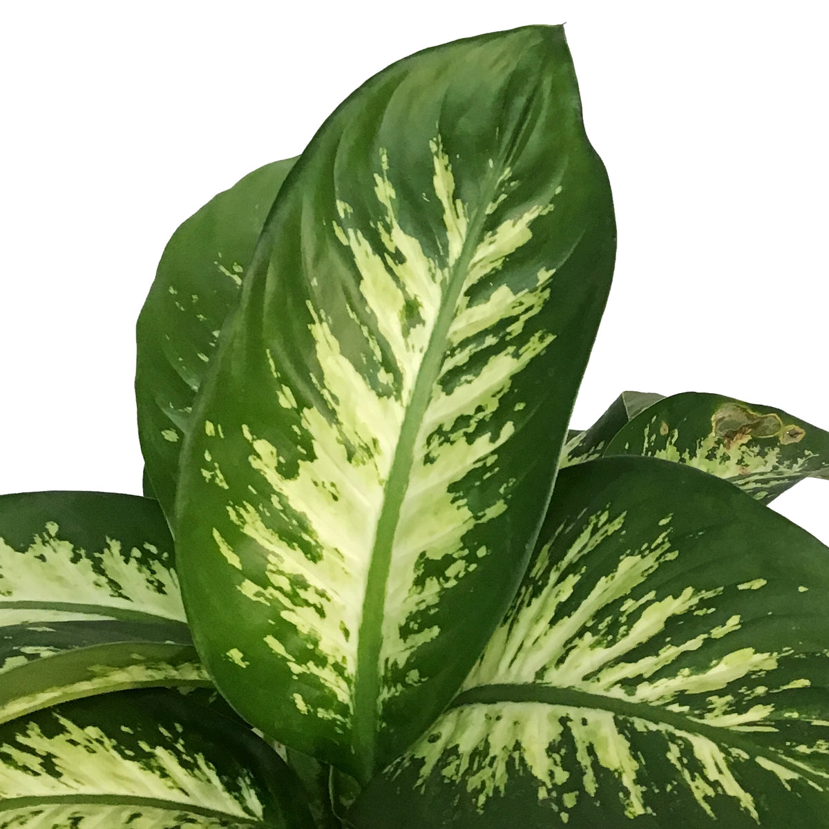 Dieffenbachia, 10in, Tropic Alex