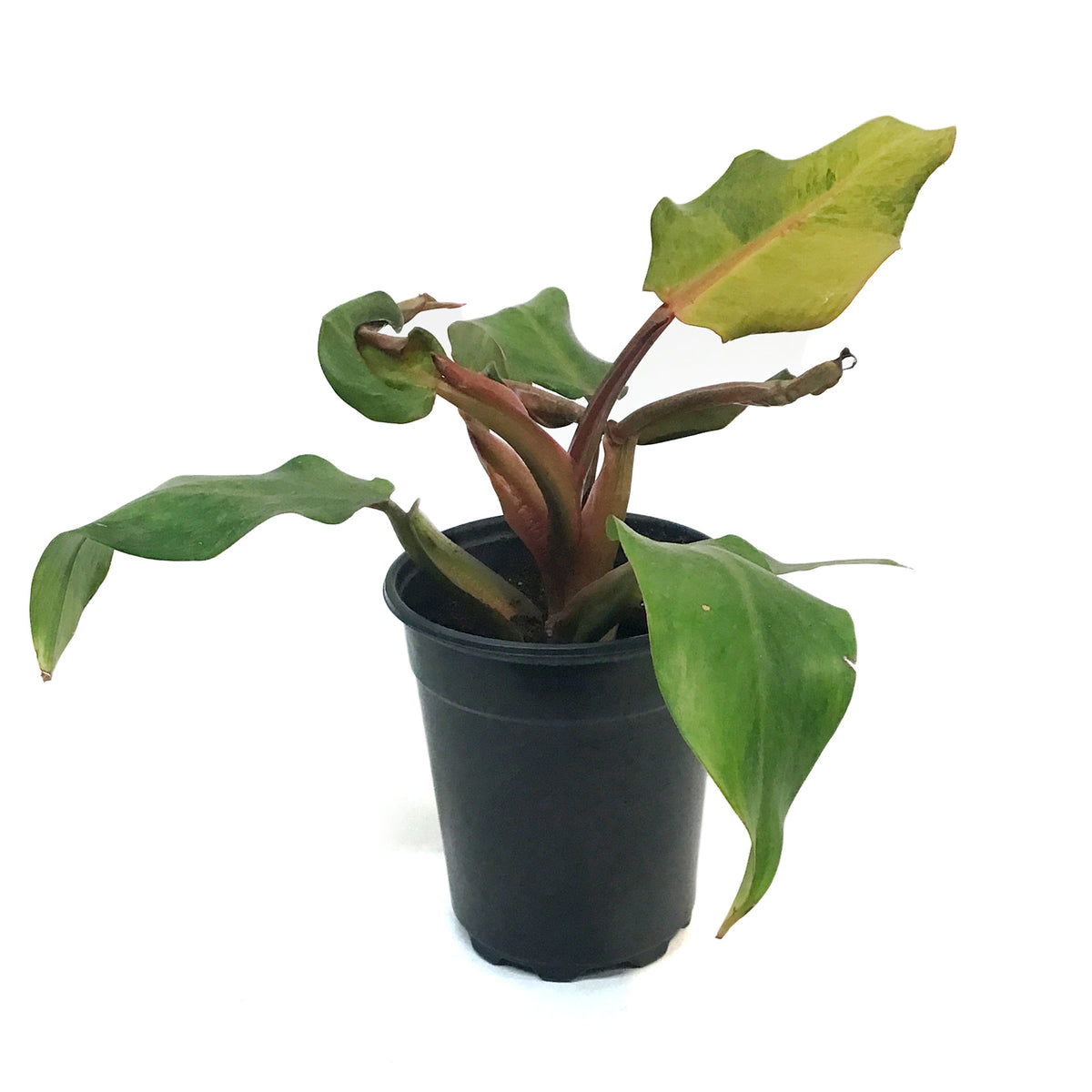 Philodendron, 5in, Orange Marmalade