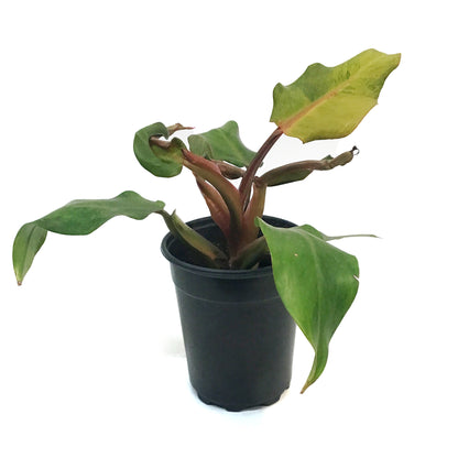 Philodendron, 5in, Orange Marmalade