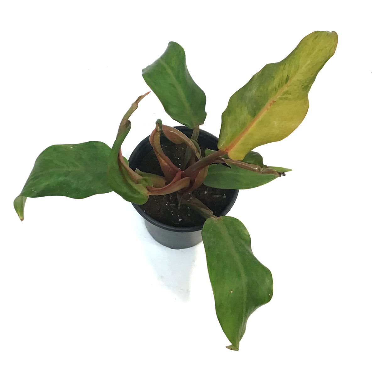 Philodendron, 5in, Orange Marmalade