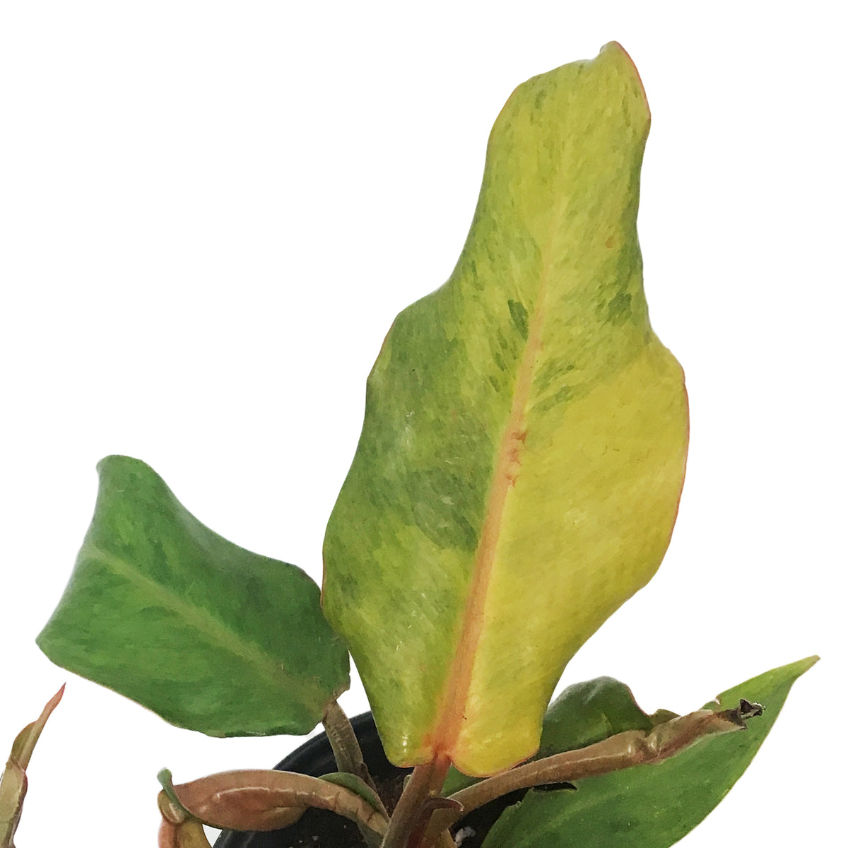 Philodendron, 5in, Orange Marmalade