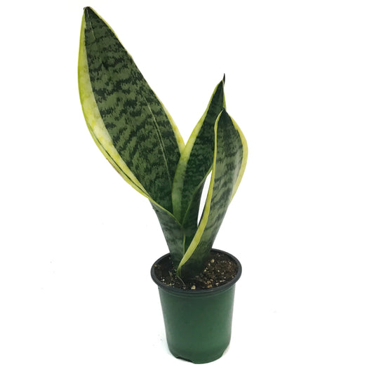 Sansevieria, 3.5in,  Superba