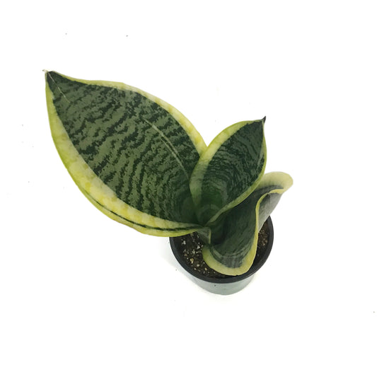 Sansevieria, 3.5in,  Superba