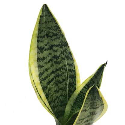 Sansevieria, 3.5in,  Superba