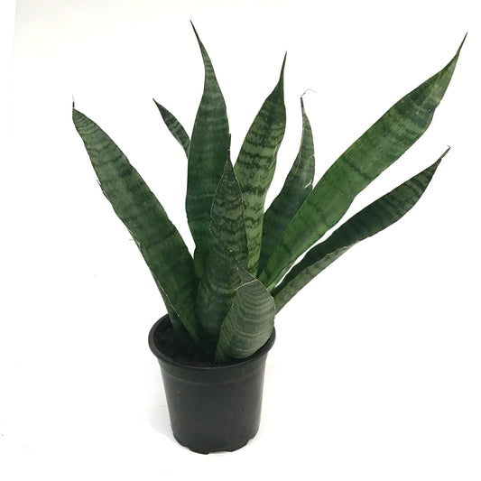 Sansevieria, 4in,trifasciata