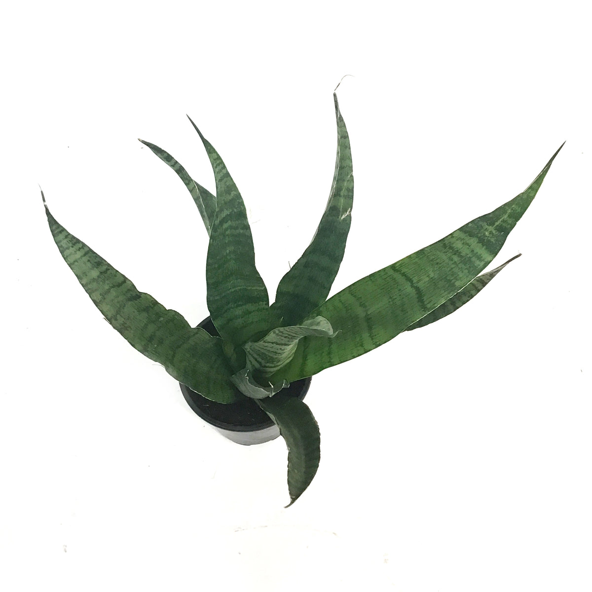 Sansevieria, 4in,trifasciata