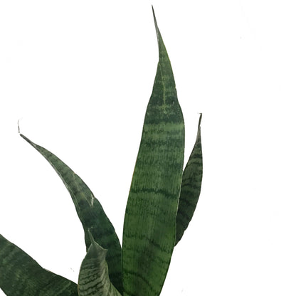 Sansevieria, 4in,trifasciata