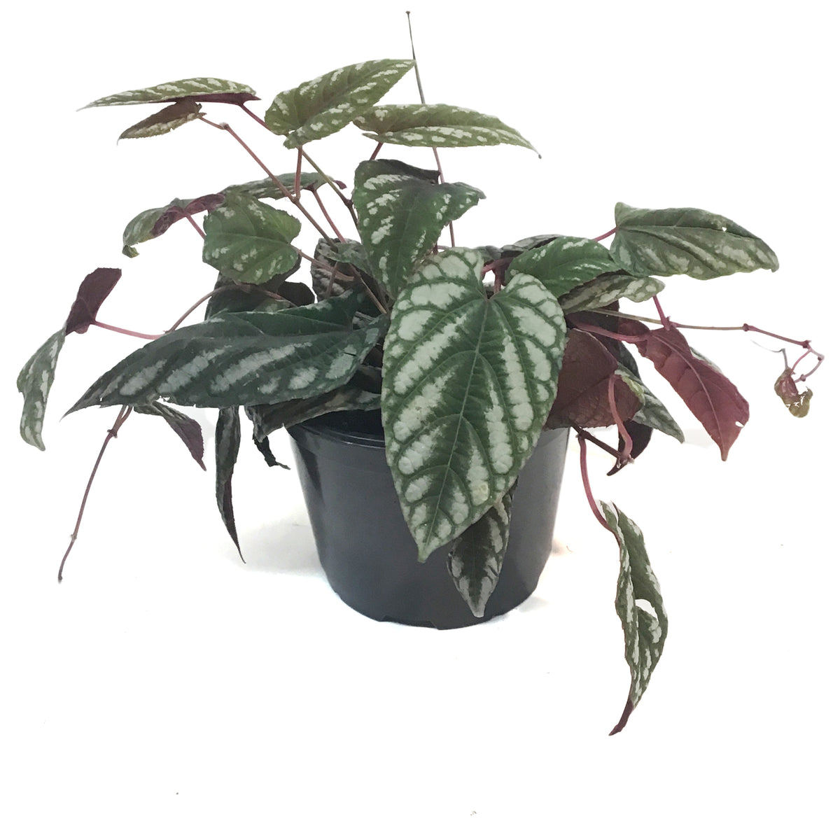Begonia, 6in , Rex Vine